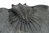 Kayserops megaspina Trilobite - Bou Lachrhal, Morocco #347287-4